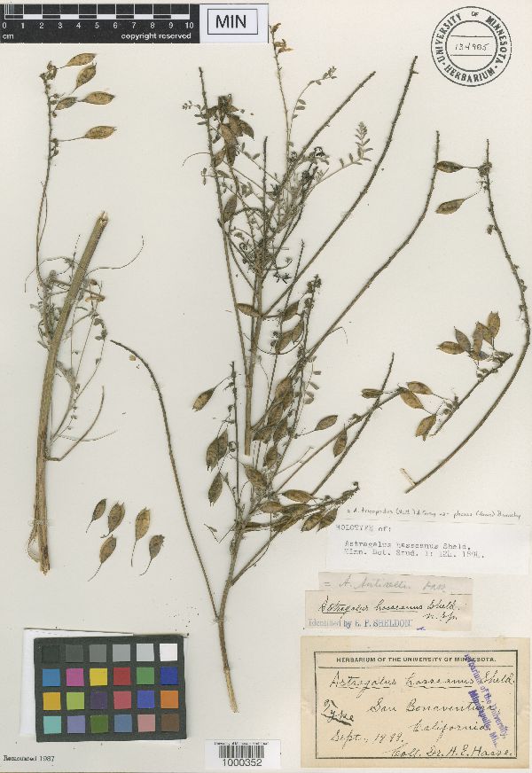 Astragalus hasseanus image