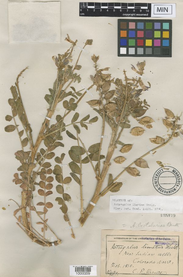 Astragalus limatus image