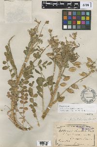 Image of Astragalus crotalariae