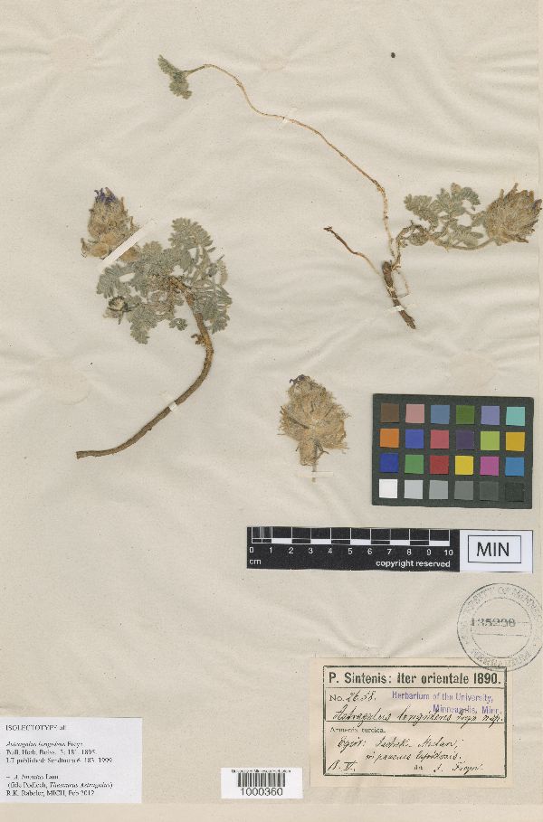 Astragalus lineatus image