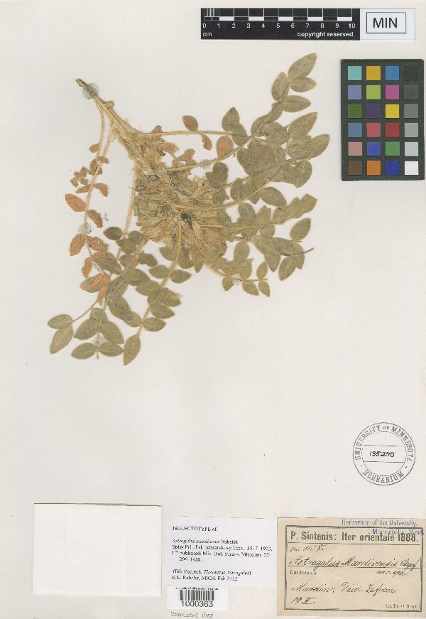 Astragalus mardinensis image