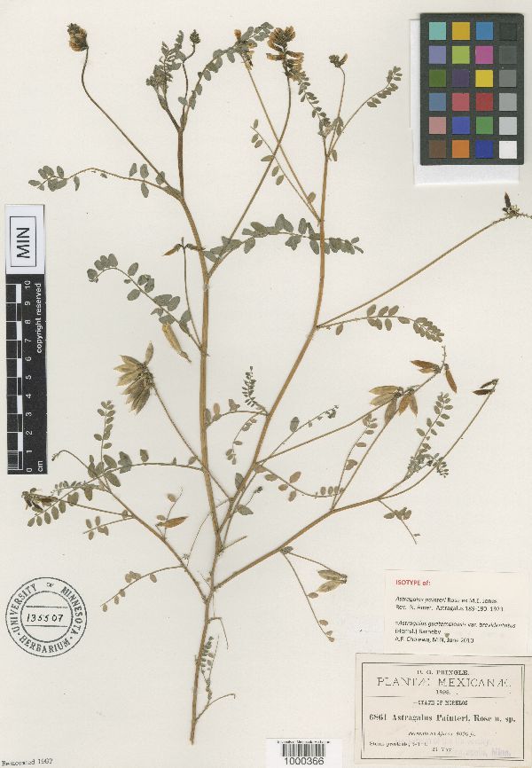 Astragalus guatemalensis image