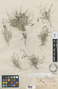 Astragalus panamintensis image