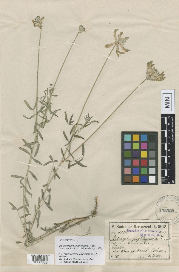 Astragalus kastamonuensis image