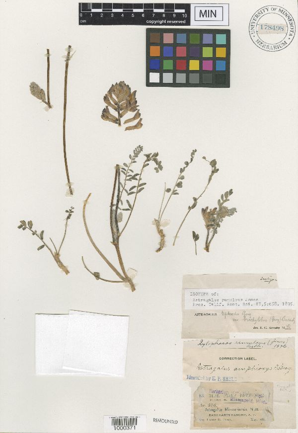 Astragalus remulcus image