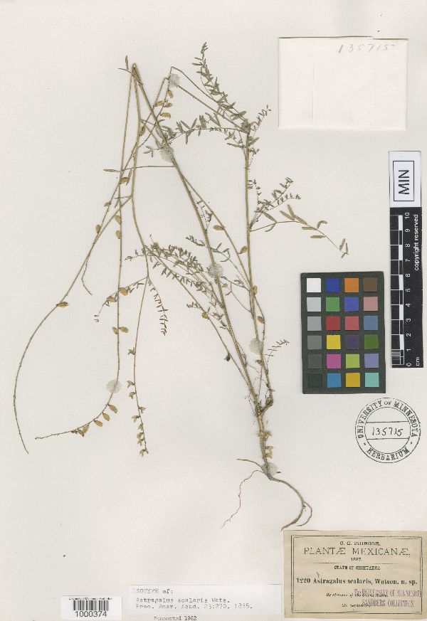 Astragalus scalaris image