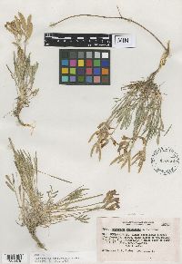 Astragalus spectabilis image