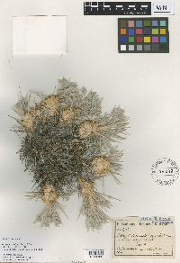 Astragalus micropterus image