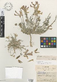 Astragalus vespertinus image