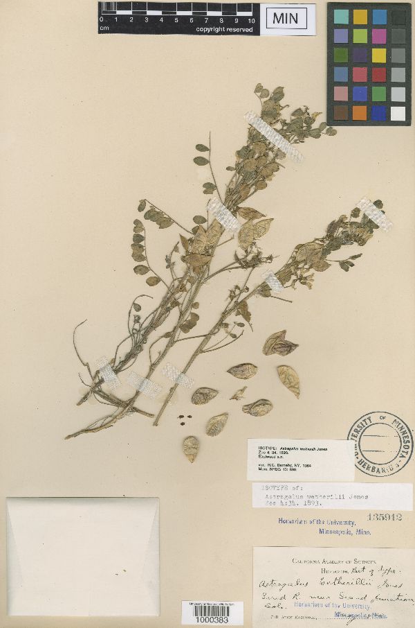 Astragalus wetherillii image