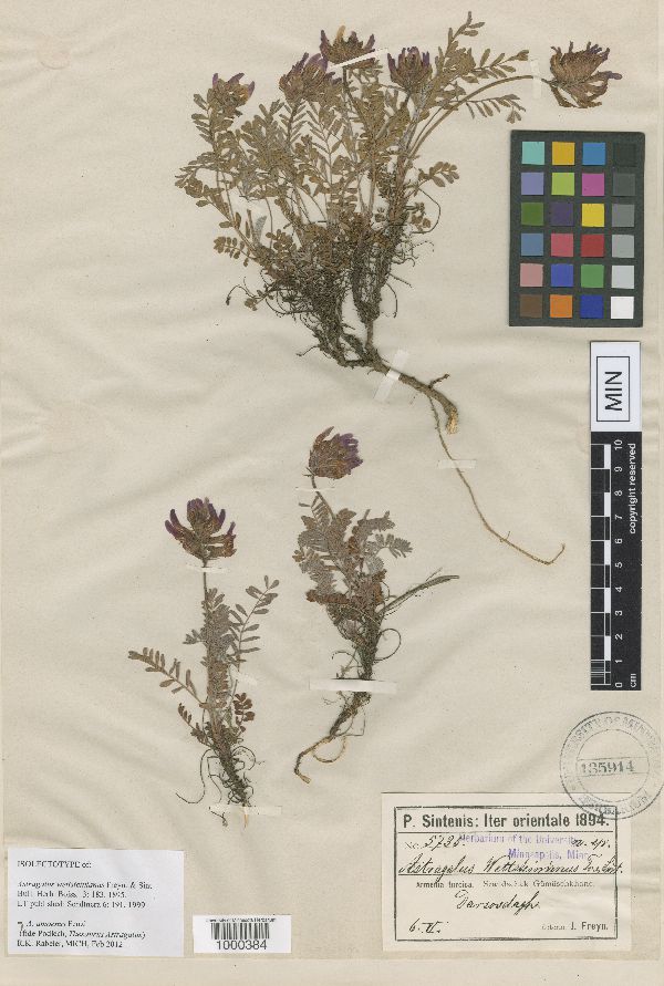 Astragalus amoenus image