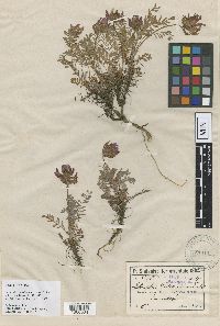 Image of Astragalus amoenus