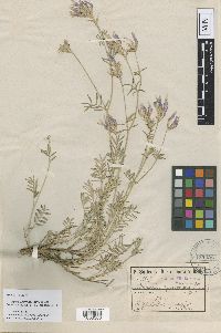 Image of Astragalus aduncus