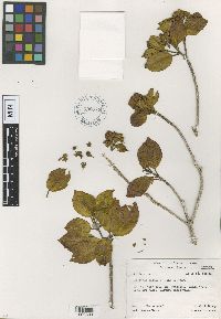 Image of Astronia ligulata
