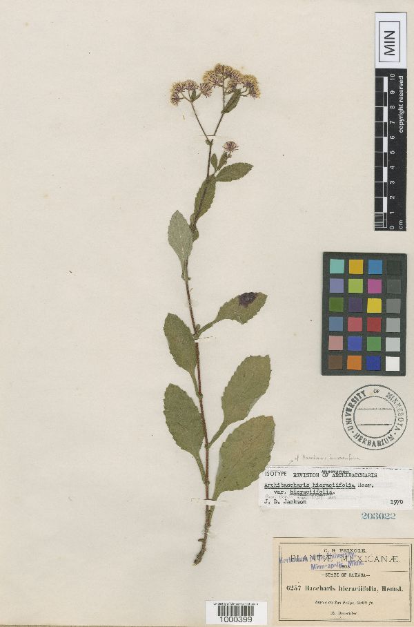 Archibaccharis hieraciifolia image