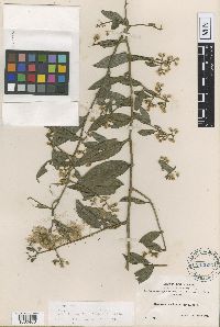 Image of Baccharis quitensis