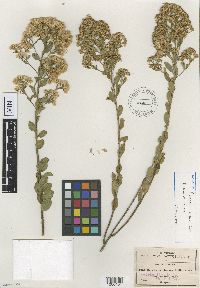 Image of Baccharis mexicana