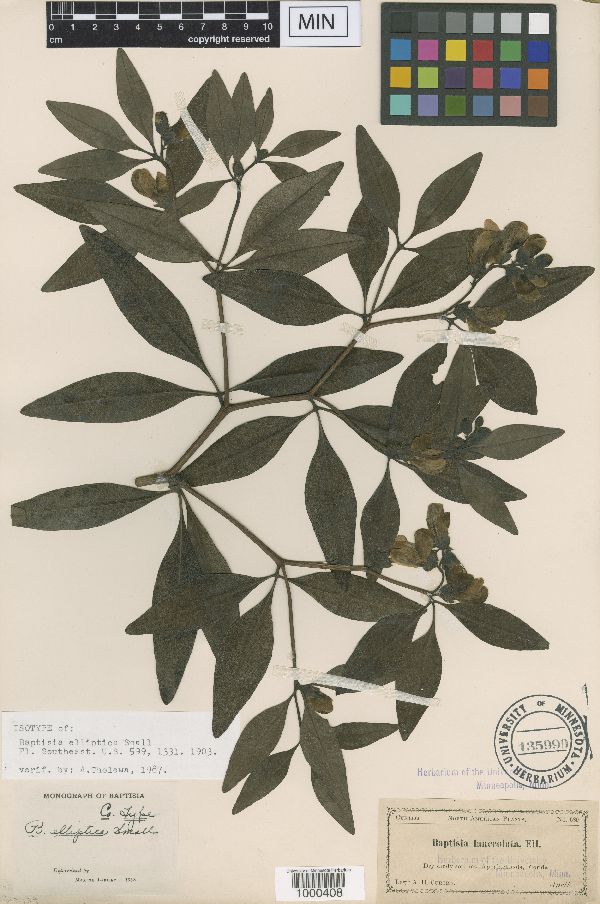 Baptisia lanceolata var. tomentosa image