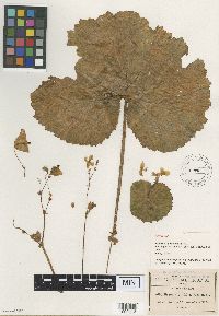 Begonia unifolia image