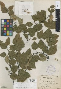 Image of Betula x rosendahlii