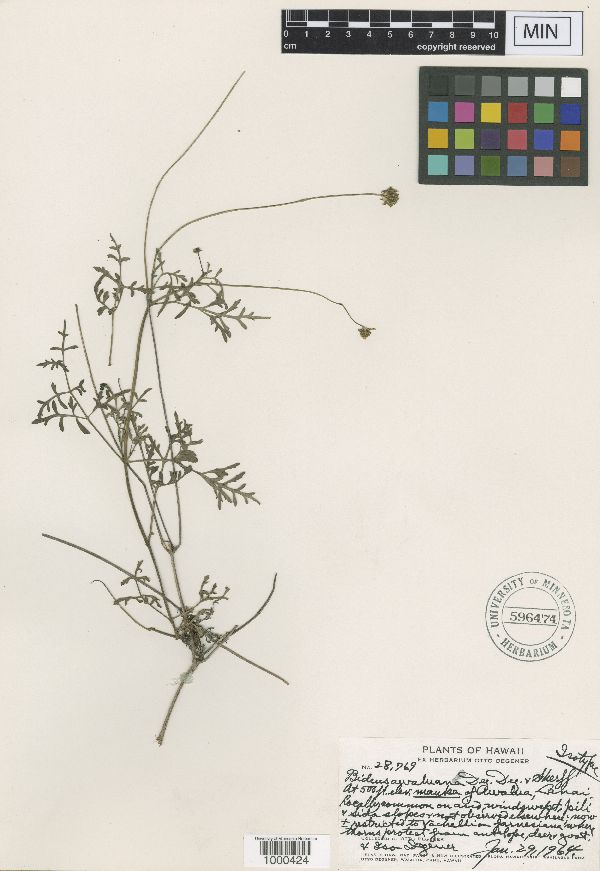 Bidens awaluana image