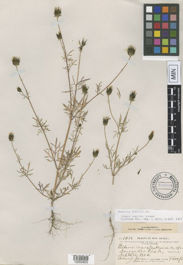 Bidens cognata image