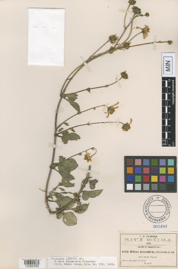 Bidens decumbens image