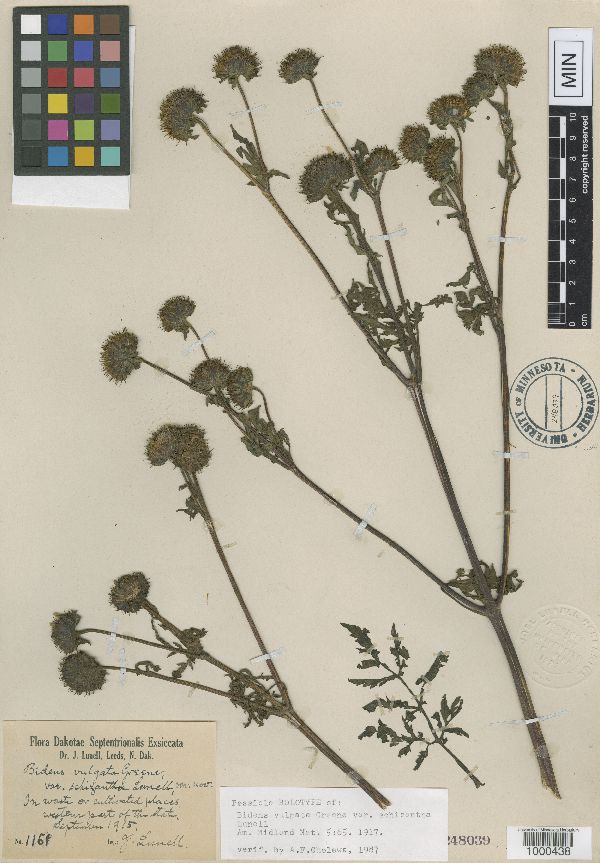 Bidens vulgata var. schizantha image