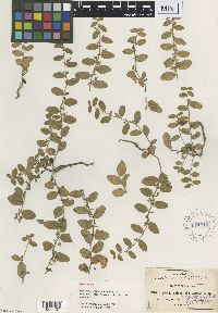 Breweria rotundifolia image