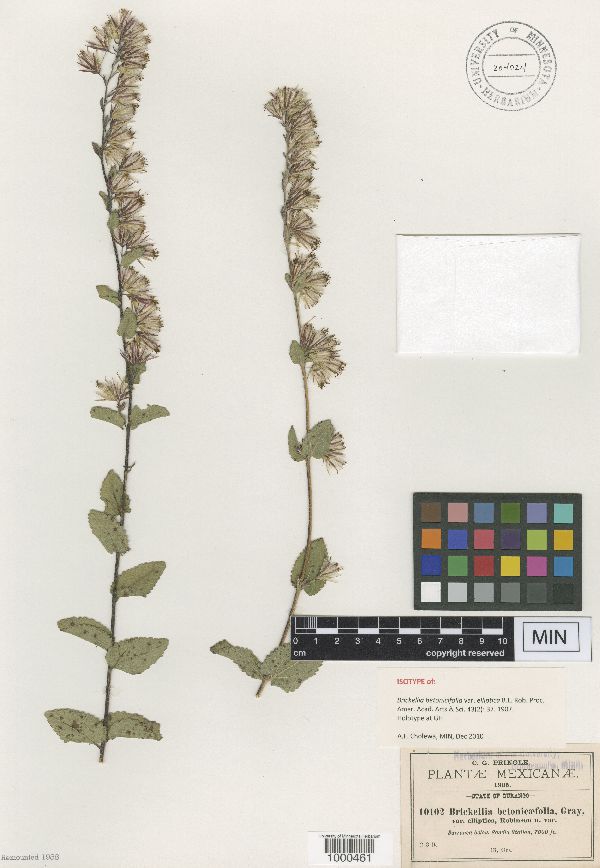 Brickellia betonicifolia image