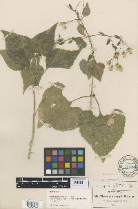 Image of Brickellia cardiophylla