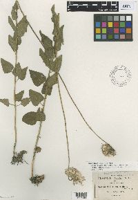 Brickellia monocephala image
