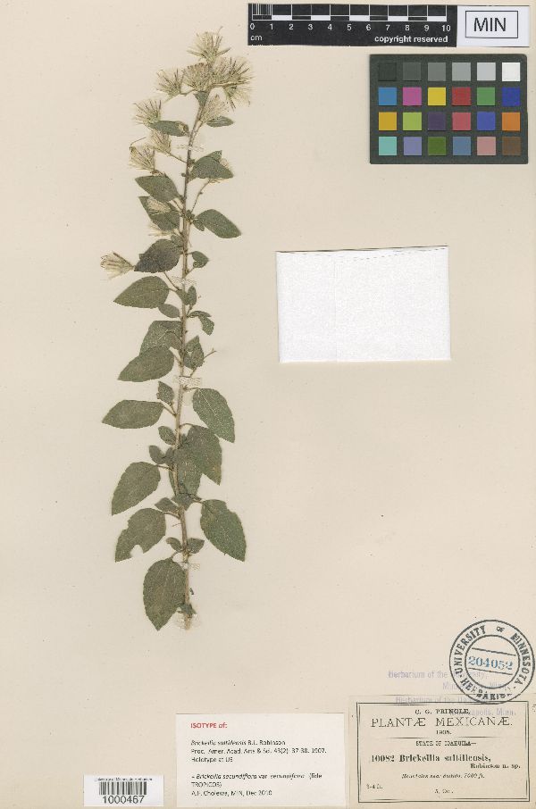 Brickellia secundiflora var. secundiflora image