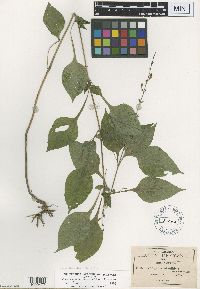 Image of Buceragenia minutiflora