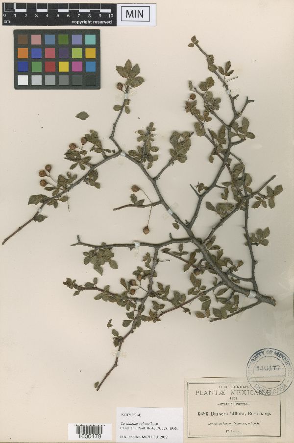 Bursera biflora image