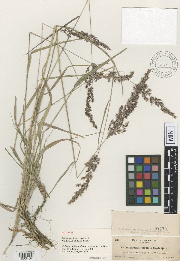 Calamagrostis canadensis var. imberbis image