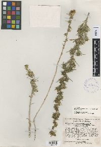 Calycadenia multiglandulosa subsp. robusta image