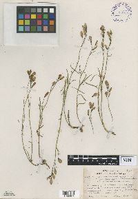 Image of Campanula rotundifolia