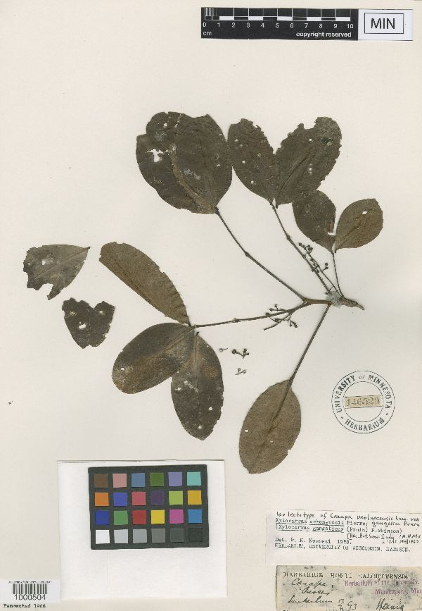 Xylocarpus mekongensis image