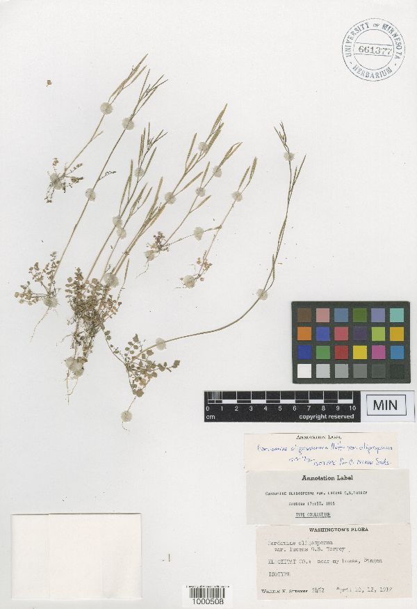 Cardamine oligosperma image