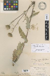 Image of Cirsium perplexans