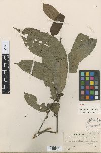 Image of Casearia arborea
