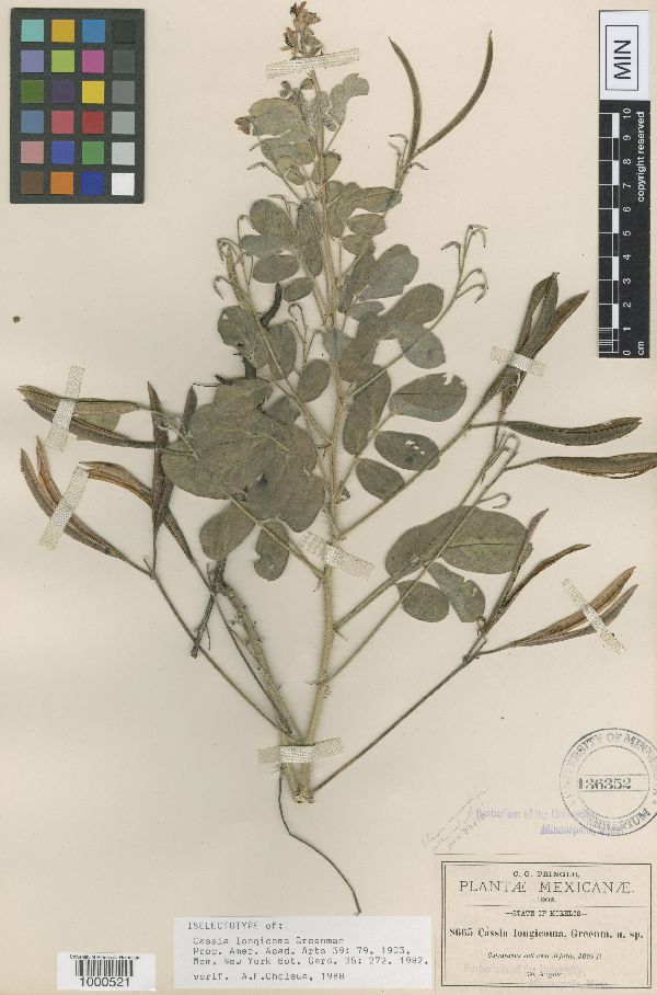 Cassia longicoma image