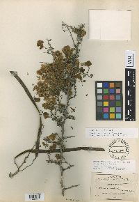 Cassia morelensis image