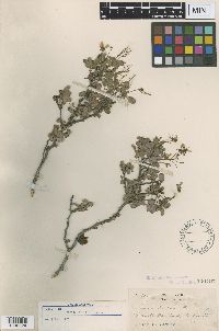 Cassia purpusii image