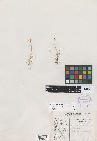 Carex dutillyi image