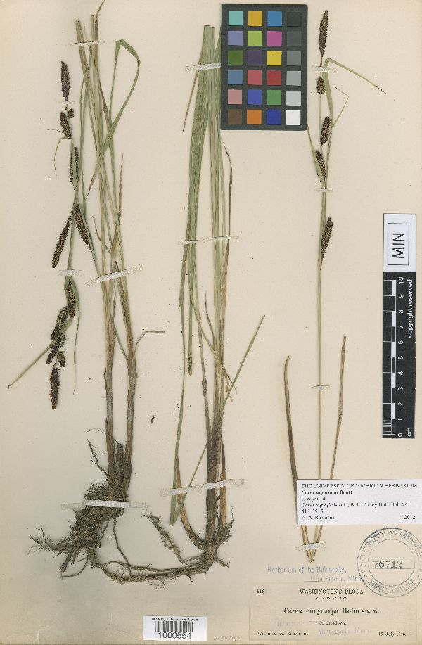 Carex angustata image