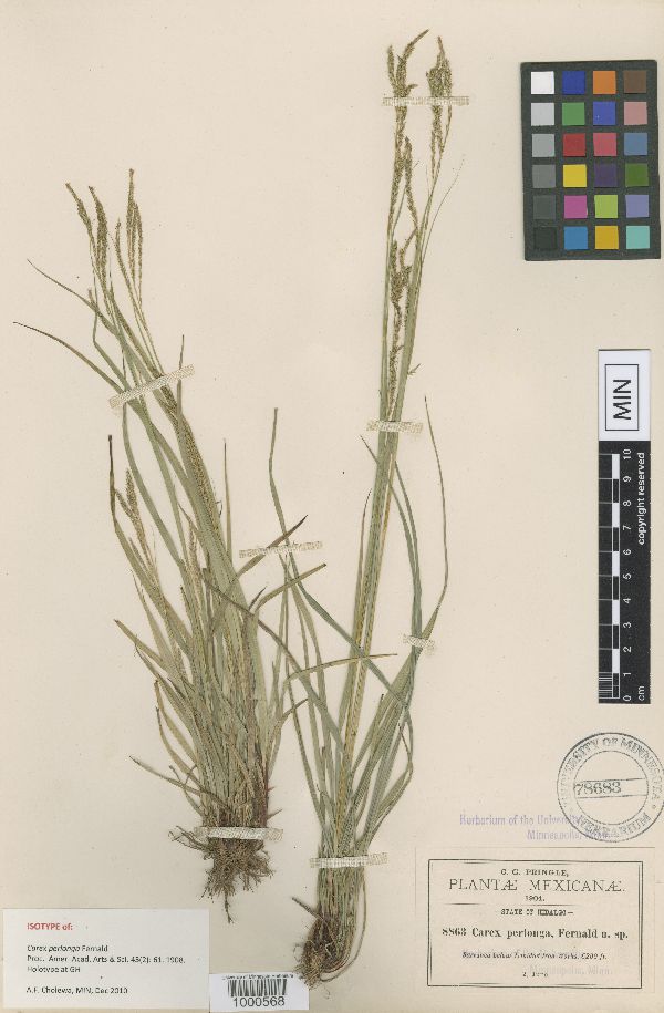 Carex perlonga image