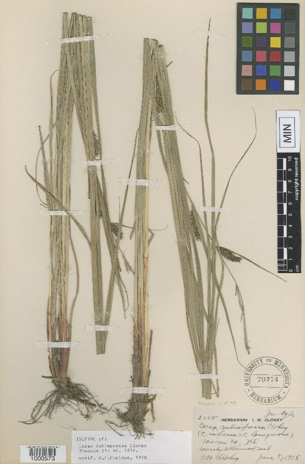 Carex x subimpressa image