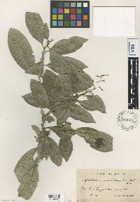 Image of Cestrum coelophlebium